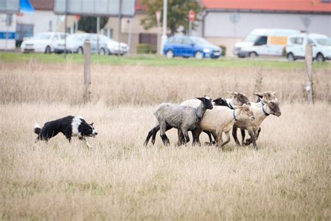 Border Collie is Herding Sheep in Nature. Stock Image - Image of animal ...