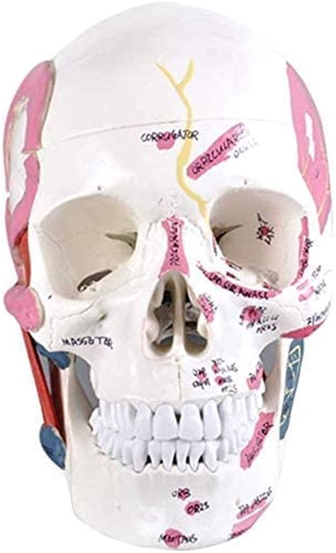 Buy AIVYNA Anatomy Education Model Educational Model Life Size Human