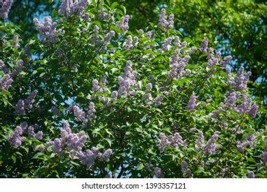 Beautiful Dense Bush Purple Lilac Grows Stock Photo 1393357121 ...