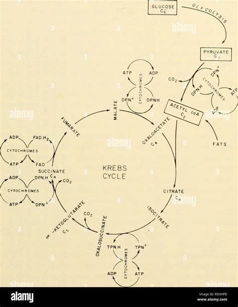 Krebs Cycle And Electron Transport Chain