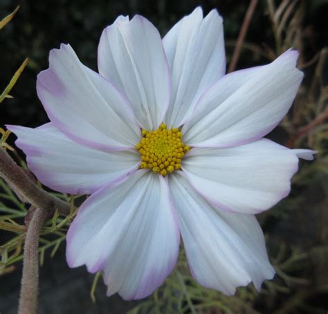 Solve Cosmos Cosmea In A Tub At The Front Home Sown Jigsaw