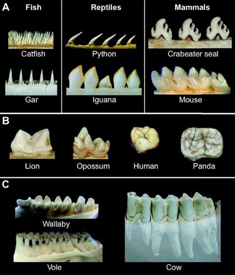 Dentaltown Tooth Shape Formation And Tooth Renewal Evolving With The