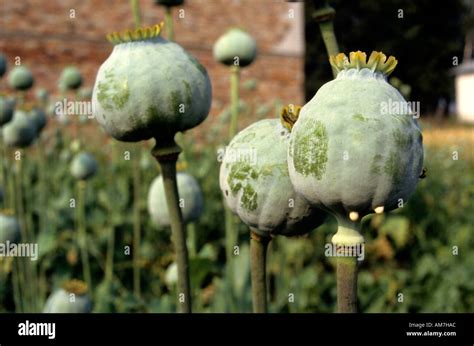 Opium Drug Plant