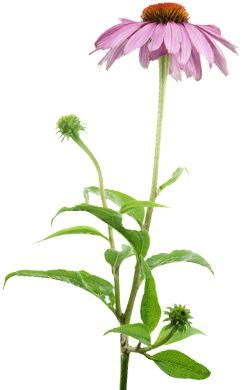 Echinacea ~ Coneflower Plant Care Guide ~ Varieties | Arte de árboles ...