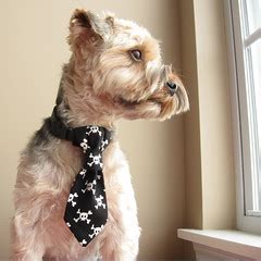 Little Dog Tie Tutorial - Dog Under My Desk