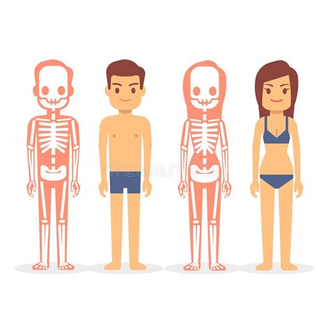 Human Skeletons Male Female Stock Illustrations 95 Human Skeletons