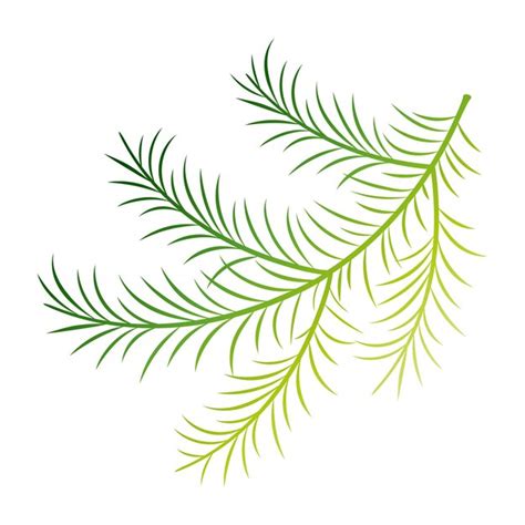 Premium Vector Green Fir Branch Christmas Holiday Design