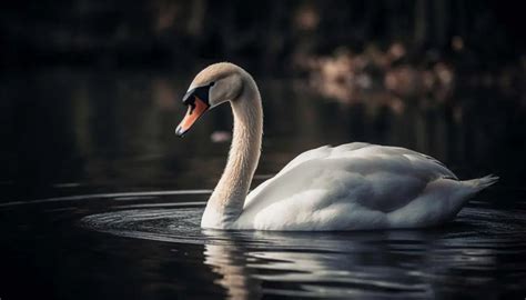 Elegancia Del Cisne La Belleza De Una Especie Majestuosa