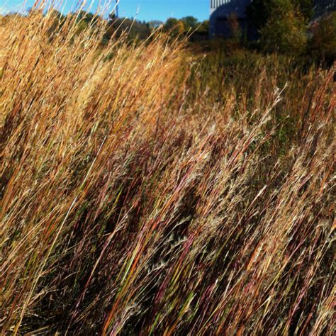 Mn Native Little Bluestem Plants Natural Shore Technologies