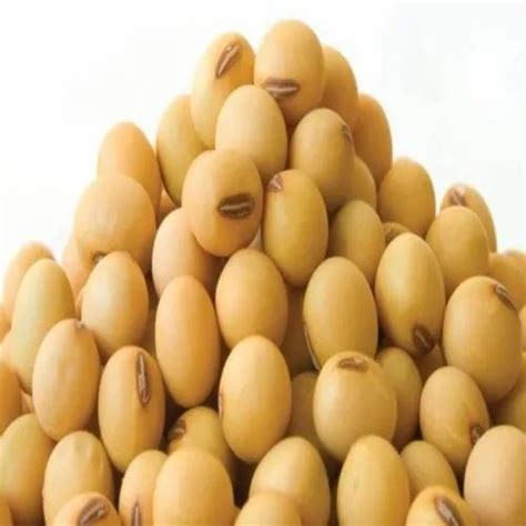 Soybean Soyabean Seed At Rs 90 Kg In Mancher ID 24735540562