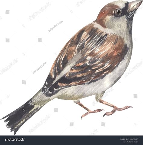 Song Sparrow Habitat: Over 16 Royalty-Free Licensable Stock