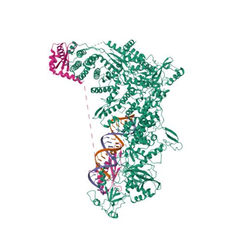 Rcsb Pdb Dg Structural Basis Of Microrna Biogenesis By Dicer And