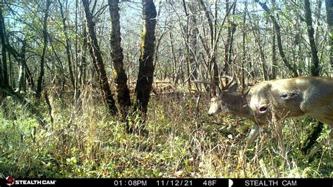 Ohio Hunter Shoots 21-Point Buck, Recovers It with His Foot • Air Gun ...