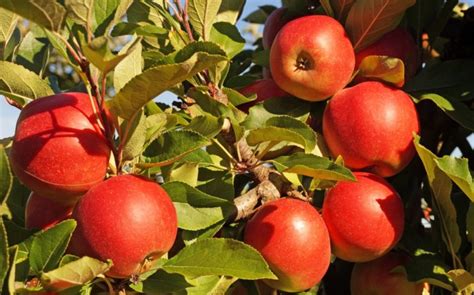 15 UK Award-Winning Apple Tree Varieties | Horticulture.co.uk