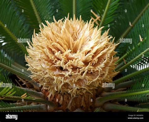 Cycas Revoluta Hi Hi Res Stock Photography And Images Alamy