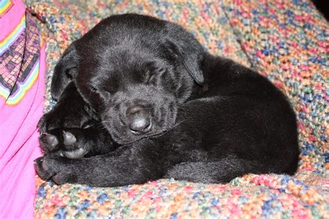 Our adorable puppy. A baby black lab named Buddy | Black lab names, Cute puppies, Puppies