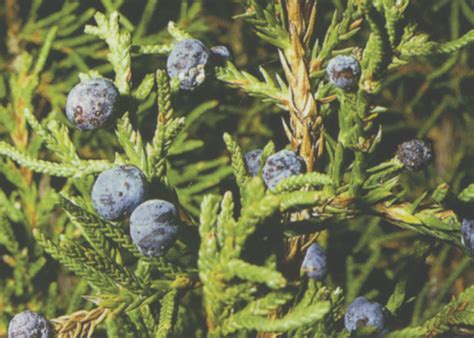 The Significance Of Cedar The Bermudian Magazine