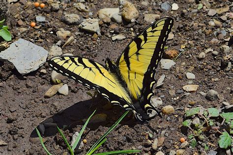 Kupu Kupu Kuning Hitam Burung Foto Gratis Di Pixabay Pixabay