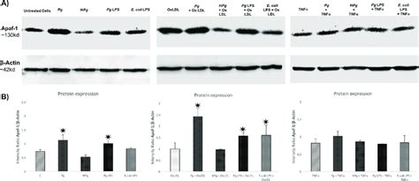 Differential Modulation Of Apaf 1 Protein Expression After Infection