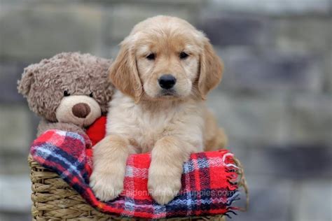 Princess - My Golden Retriever Puppies