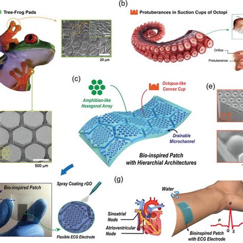 Adhesion Performance Of Bioinspired Adhesives On Various Dry And Wet