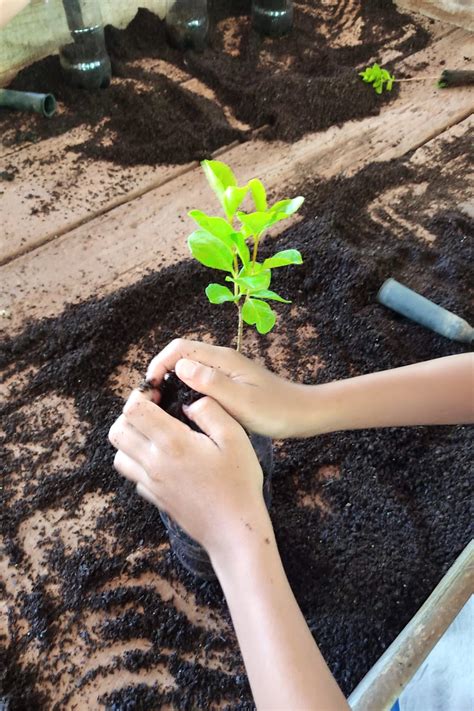 Viveiro Florestal Do Iat No Norte Pioneiro Retoma Atendimento