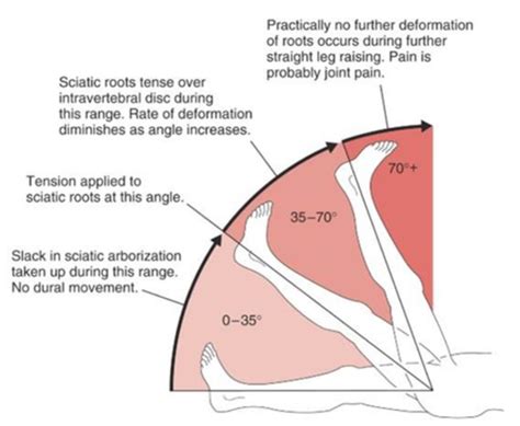 Anatomy Lecture 01 Back Region Clinical Correlations And Imaging Of