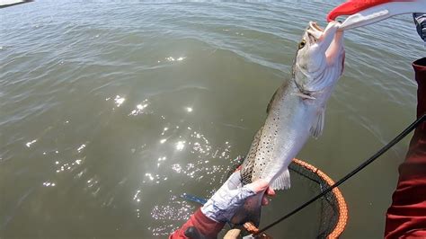 Wading West Matagorda Bay Speckled Trout Fest March 2023 Youtube