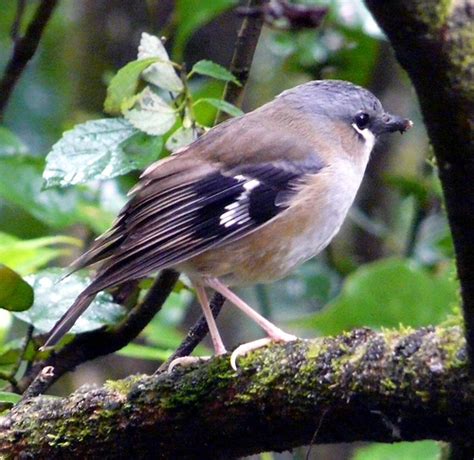 Rainforest Birds Pictures 3 : Biological Science Picture Directory – Pulpbits.net