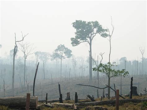 Amazon Due for Numerous Species Extinctions | Deforestation | Live Science