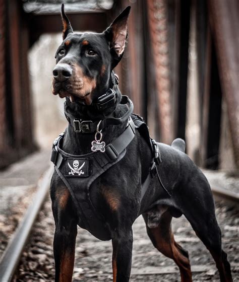 Onetigris Tactical Molle K9 Patrol Dog Vestsharnesses Onetigris