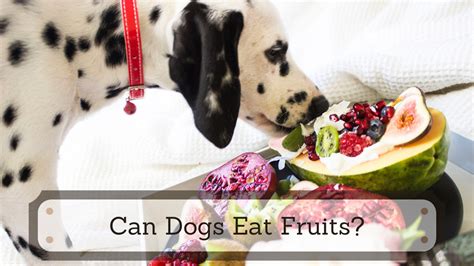 Can Dogs Eat Fruits Check Out The 23 Common Fruits