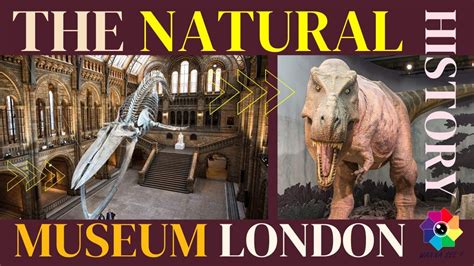 Natural History Museum In London Free Entry Youtube