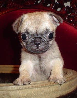 Teacup Puppies & Boutique: Adorable Pug Puppies Just Arrived