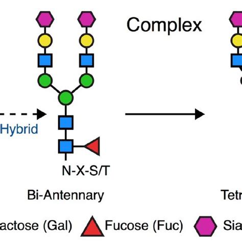 Bnab Epitopes On Hiv‐1 Env Trimer Cd4bs Cd4‐binding Site Fp Fusion