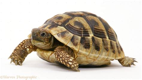 Baby Hermann's Tortoise photo - WP14823