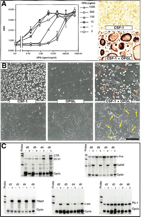 Characterization Of Osteoclast Development From Bone Marrow Precursors