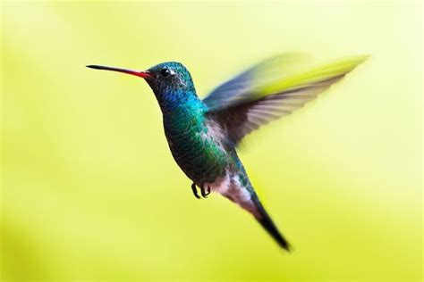 A Baby Hummingbirds Journey From Egg To Fledgling