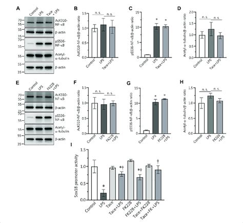 Pharmacological Inhibition Of HDAC1 And HDAC2 Attenuates LPS Induced