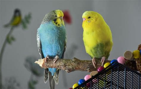 Why Does Your Parakeet Keep Sneezing When To Worry