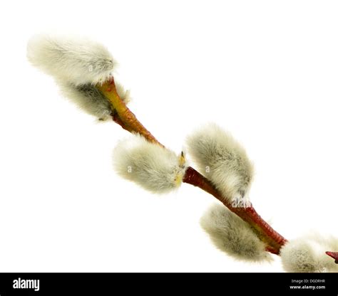 Macro Of An Isolated Pussy Willow Twig Stock Photo Alamy