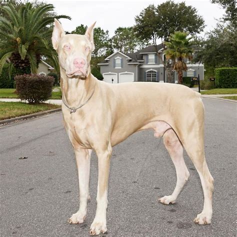 White Doberman Pinscher Dogs