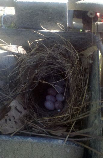 Countrified Hicks: Bird eggs: Tufted Titmouse