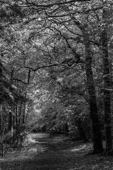 Woodland Walk Woodland Path Francis De Aguilar Flickr