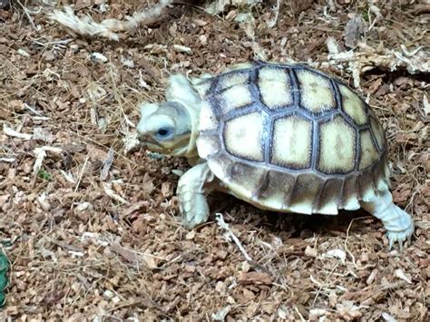 100 Het Ivory Sulcata Tortoise For Sale Baby Sulcata Tortoises