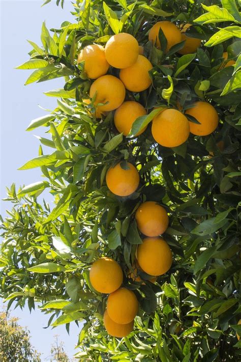 Valencia Oranges | Exotic fruit, Fruit garden, Beautiful fruits