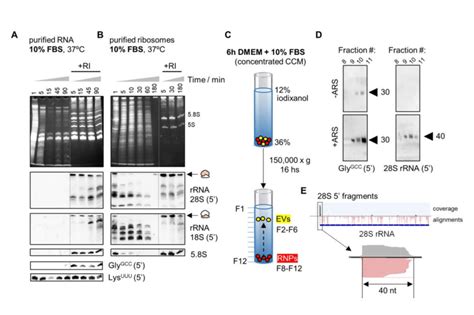 Identification Of Stable Nonvesicular Rnas Northern Blot Of Different