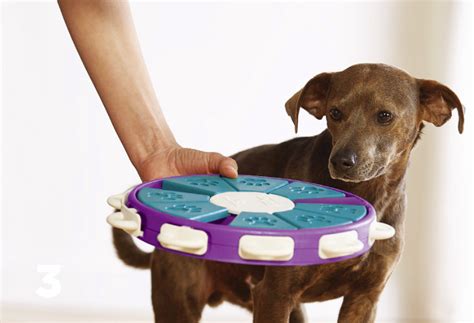 Dog educational toys