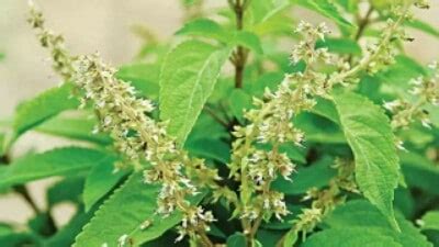 13 Health Benefits Of Scent Leaf In Nigeria - YeyeLife