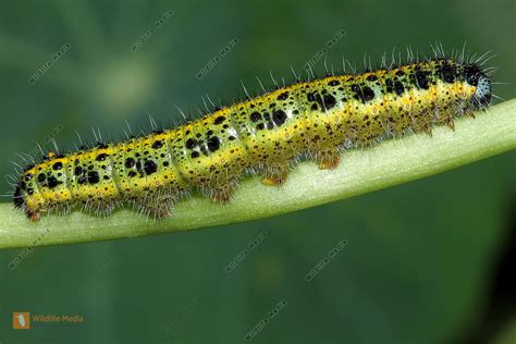 Bestellen Großer Kohlweißling Raupe Pieris brassicae in freier